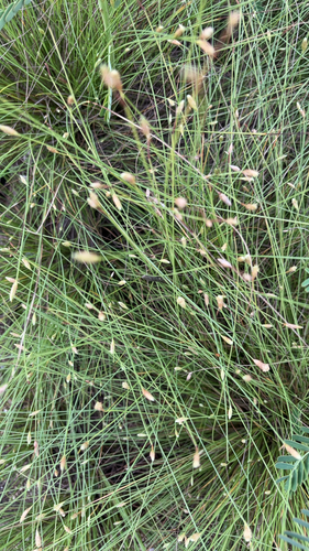 Fimbristylis polytrichoides observed 2026-08-19