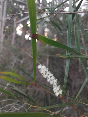 Acacia longissima, 2026-08-15