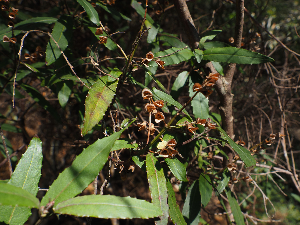 Prostanthera lasianthos; photograph author not stated, no rights reserved