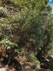 author not stated, no rights reserved Prostanthera lasianthos, photograph author not stated, no rights reserved