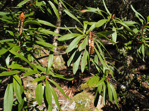 Telopea truncata, photograph 6