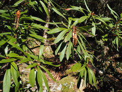 Telopea truncata, photograph author not stated, no rights reserved