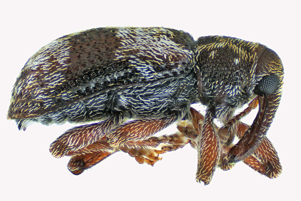 Proctorus