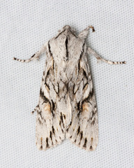 Egira crucialis