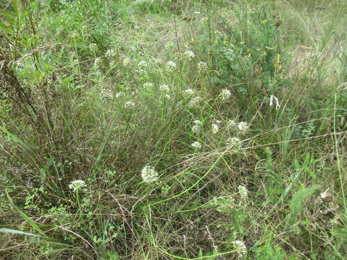 Allium stellerianum, photograph 2