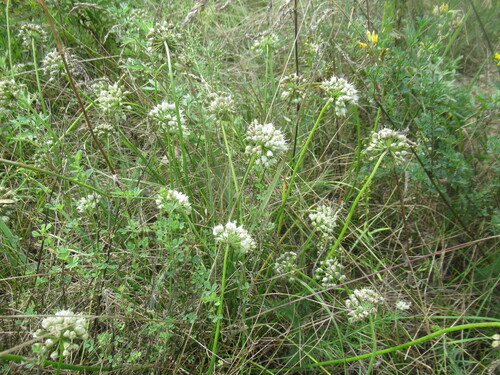 Allium stellerianum, photograph 1