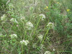 Allium stellerianum