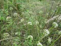 author not stated, no rights reserved Allium stellerianum, photograph author not stated, no rights reserved