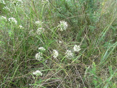 author not stated, no rights reserved Allium stellerianum, photograph author not stated, no rights reserved