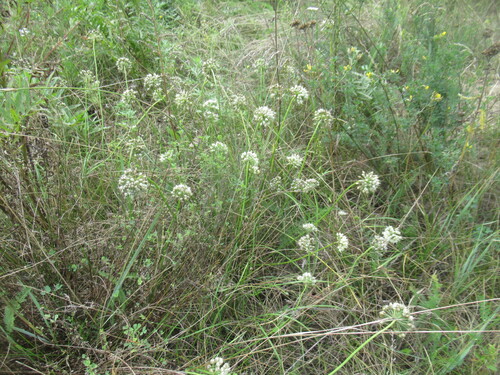 Allium stellerianum, photograph 5