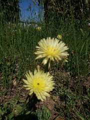 Urospermum dalechampii