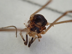 Dicranopalpus larvatus