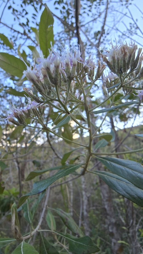 Eremanthus capitatus