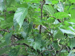 Zosterops japonicus loochooensis