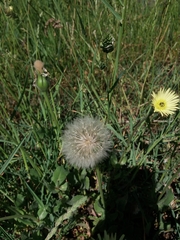 Urospermum dalechampii