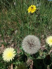 Urospermum dalechampii