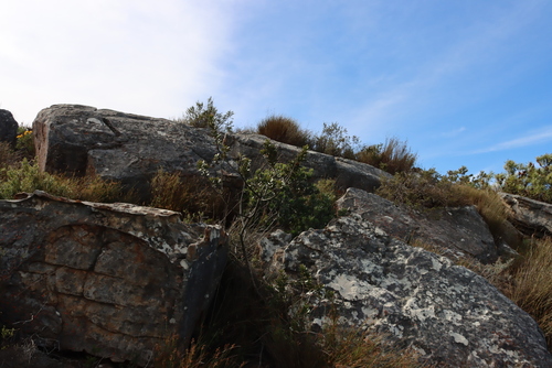 Searsia scytophylla, photograph 4