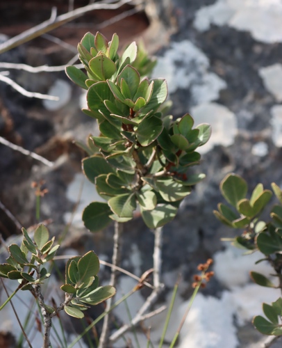 Searsia scytophylla, photograph 3