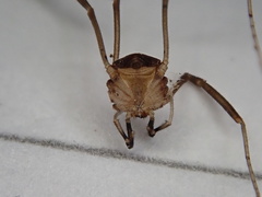 Dicranopalpus larvatus