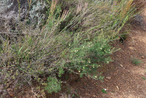 Searsia rosmarinifolia, photograph 4