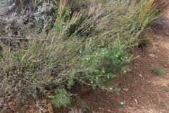 Searsia rosmarinifolia, photograph (c) Tony Rebelo, some rights reserved (CC BY-SA)