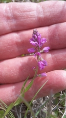Polygala comosa