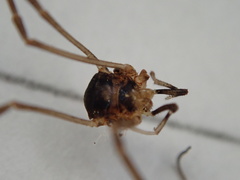 Dicranopalpus larvatus