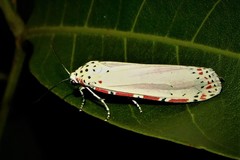 Utetheisa ornatrix