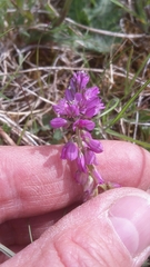 Polygala comosa