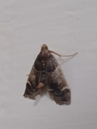 Meal moth