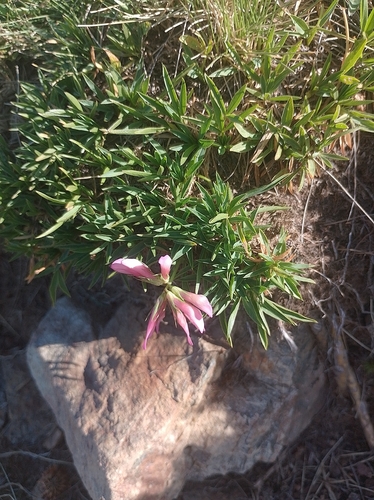 Trifolium alpinum, photograph 6