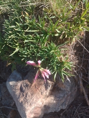 Trifolium alpinum, photograph author not stated, no rights reserved
