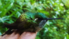 Lampornis viridipallens