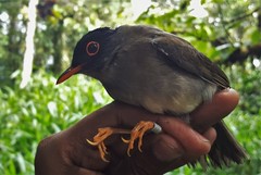 Catharus mexicanus