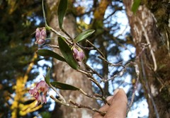 Epidendrum fruticosum
