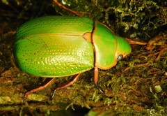 Chrysina spectabilis