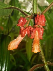 Glossoloma cucullatum