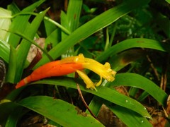 Guzmania nicaraguensis