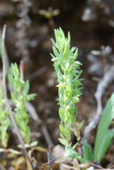 Lysimachia linum-stellatum