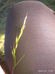 Helictotrichon desertorum