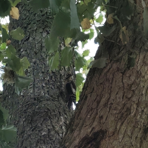 Great Spotted Woodpecker