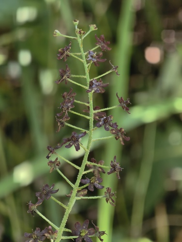 Veratrum maackii observed 2026-08-19