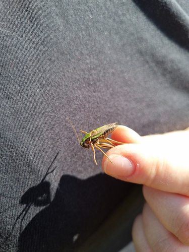 Bog Bush-cricket