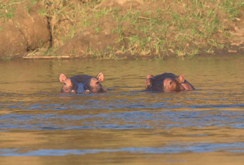 Common Hippopotamus