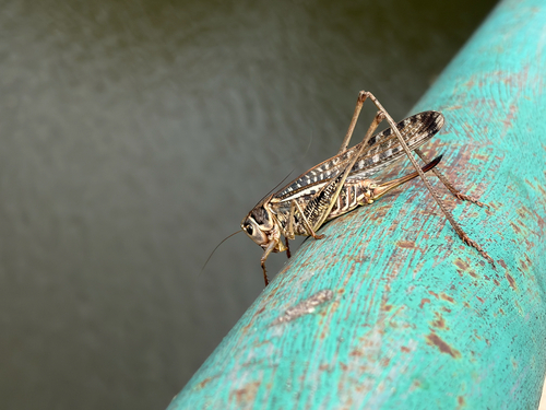 White-faced Bush-cricket