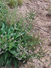 Echium lusitanicum