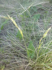 Helictotrichon desertorum