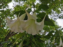 Image of Brugmansia arborea