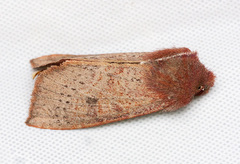 Orthosia transparens