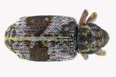 Proctorus decipiens